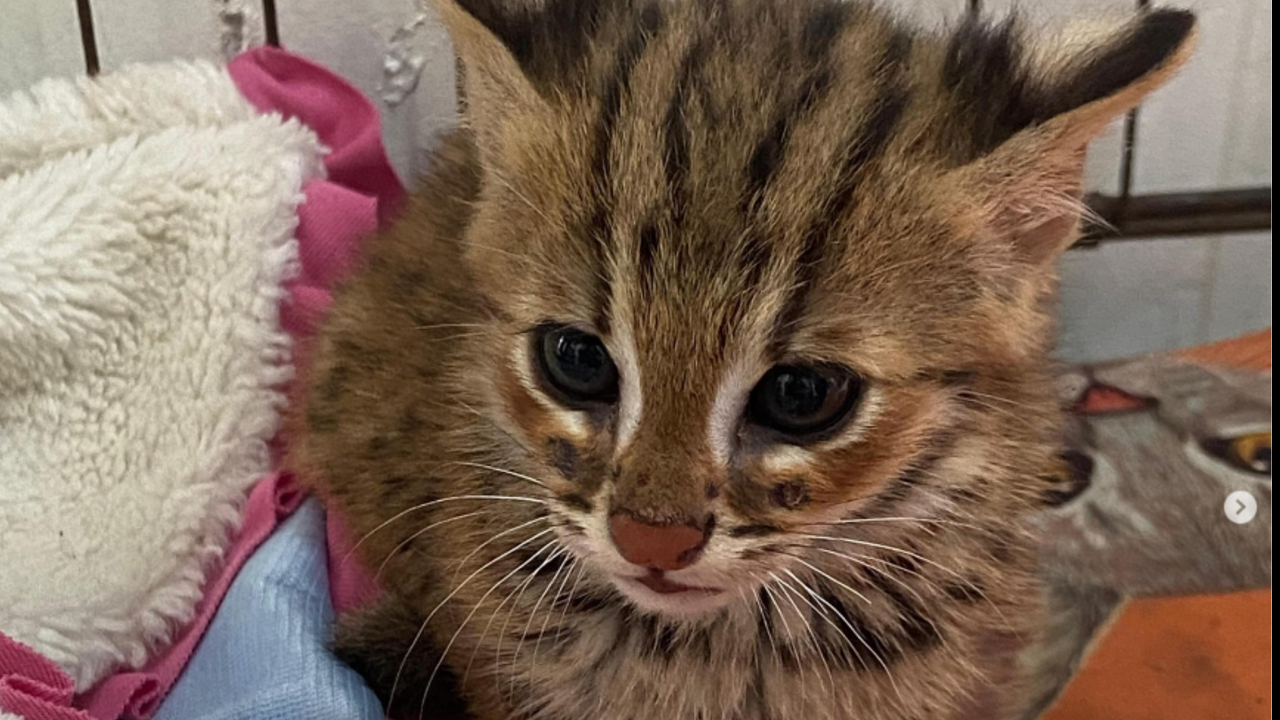 Evakuasi Kucing Hutan (Prionailurus bengalensis) di Bojongsoang