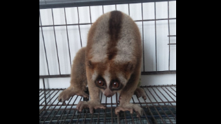 Evakuasi dan Pelepasliaran Kukang di Kota Bandung