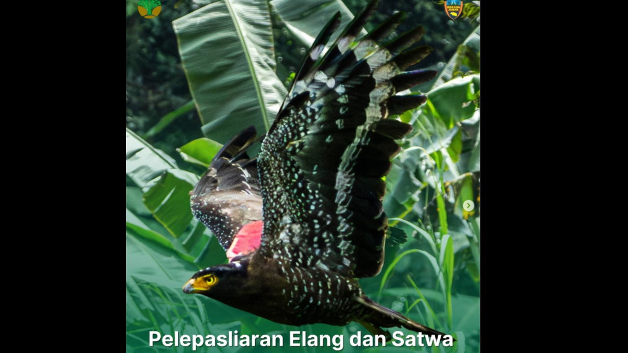 Pelepasliaran Elang Ular Bido dan Satwa Lainnya di Pegunungan Sanggabuana-Bogor