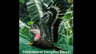Pelepasliaran Elang Ular Bido dan Satwa Lainnya di Pegunungan Sanggabuana-Bogor